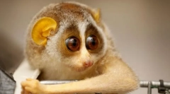 Debela in tanka laurie. Rojstvo semobezije